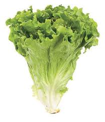 Pin On Leaf Lettuce