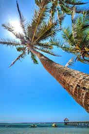 Choose from hundreds of free phone wallpapers. Fiji Coast Island Wallpaper Dream Holiday Fiji