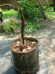 Image result for Siphonochilus longitubus