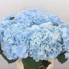 See more ideas about blue hydrangea, flower arrangements, flowers. Hydrangea Verena Light Blue 65cm Wholesale Dutch Flowers Florist Supplies Uk