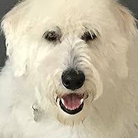 The Navigator's Children by Tad Williams