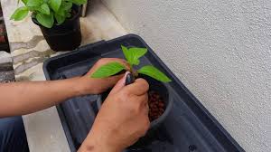 Free english vocabulary and grammar chunks. Basic Aquaponics Sambung Nyawa Propagation Youtube
