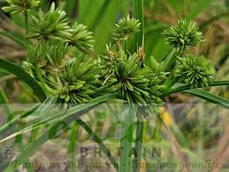 Image result for Eragrostis aethiopica