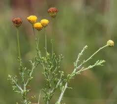 Image result for Pentzia incana