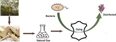 Image result for Trema sp A