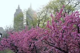 The Cherry Blossoms At Full Bloom In Central Park Cherry Blossom Tree Blossom Trees Cherry Blossom