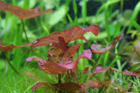 タイニムファ 赤いハートの形をした葉が特徴の睡蓮の仲間 水草動画ブログ