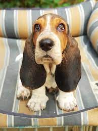 16 Reasons Basset Hounds Are The Worst Breed Ever Dog Red Line Basset Puppies Hound Dog Puppies Basset Hound