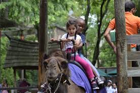 Camel rides can hold up to three participants per ride. Go Wild The Bronx Zoo Has Reopened