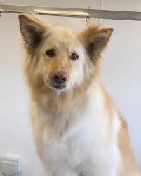 Marley's Dog Grooming