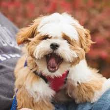 Clam shell decor nzymes dogs. Lillybits Shichon Puppies Teddy Bear Puppies Shichon Puppies Teddy Bear Dog