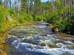 Bedrock Campground Willamette Or Wildlife Watching Willamette Camping Experience