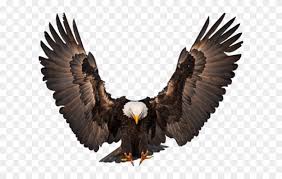 Discover and download free wallpaper png images on pngitem. Clipart Wallpaper Blink Bald Eagle Wings Open Png Download 4472334 Pinclipart