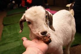 Bunny Yoga Is A Thing Cat Yoga Is A Thing And Now Pygmy Goat Yoga Is A Thing Goat Yoga Cat Yoga Bunny Yoga
