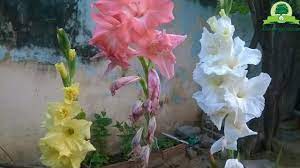 Gladiolus Seed Pods Harvesting Gladiolus Seeds Seed Collecting Series Gardengraduate Youtube Gladiolus Seed Pods Mums Flowers