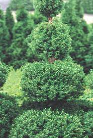 Spruce up your home, office, or garden with our beautiful olive topiary trees. L2796 Poodle Dwarf Alberta Spruce