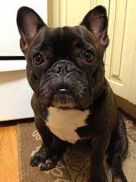 Pin By French Bulldog On French Bulldog Sale Fluffy Animals French Bulldog Funny French Bulldog