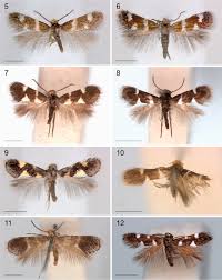 Image result for Rhoicissus revoilii