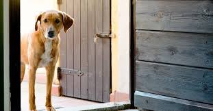 Your puppy will have an acre of securely fenced grassy play area to enjoy during his / her stay. In Touch Dog Training Green Bay Appleton Fox Valley Wi