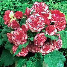 Tuberous Begonia Ruby Dalmation Tuberous Begonia Flower Seeds Bulb Flowers