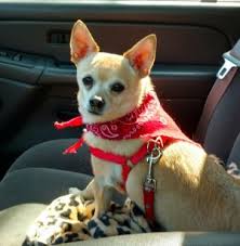 Saturday 7/3, 12:00pm to 2:00pm. Pets For Adoption At Northern Michigan Animal Rescue Network In Topinabee Mi Petfinder