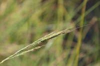 Image result for Oryza longistaminata