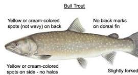 Bull trout identification guide | Oregon Department of Fish ...
