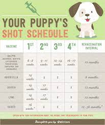 Too early, too often, too much by dogs naturally magazine in featured articles, uncategorized in january 2010, breeder cindy williams was enjoying her litter of four beautiful newfoundland puppies. Keep Your Puppy Healthy With This Vaccination Schedule Infographic Sheknows