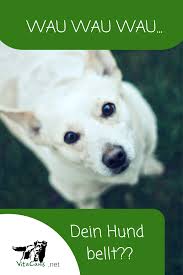 Das bellen ist eine kommunikationsform des hundes und seine mit großem abstand am häufigsten vorkommende lautäußerung. Bellen Warum Ein Hund Bellt Und Was Du Tun Kannst Hund Bellt Aufgeregter Hund Hundchen Training