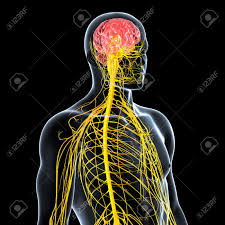 Label the diagram using the words in the box below: Side View Of Male Nervous System Isolated On Black Stock Photo Picture And Royalty Free Image Image 15181759
