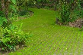 Moss As Lawn Substitute How To Grow A Moss Lawn Moss Lawn Grass For Shady Areas Lawn Alternatives