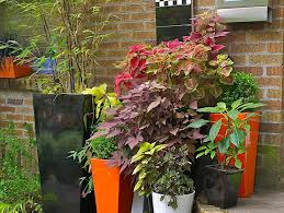 Add a colorful flower box to your window or balcony! Best Shade Plants For Pots Shade Container Ideas Garden Design