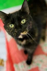 Domestic Short Hair And Tortoiseshell Mixed Cat For Adoption In Lakewood Colorado Stacy Belle In Lakewood Colorado Cat Adoption Adoption Cats