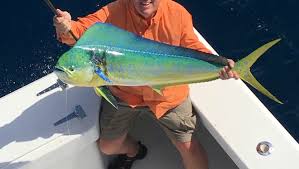 When slightly cool, chop into large chunks. Treasure Coast Fishing Report Make Mahi Mahi Fishing Great Again