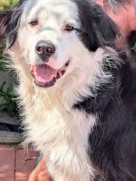 This is my buddy....he adopted me few years ago