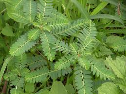 Image result for Phyllanthus parvus