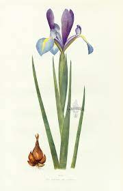 Pin On Antique Botanical Prints