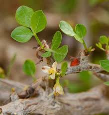 Image result for Commiphora