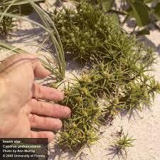 Image result for Cyperus costatus