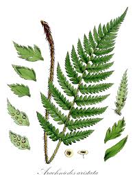 Image result for Dryopteridaceae