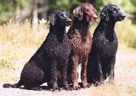 It has been claimed that the curly coated retriever is the oldest of the retriever breeds. Curly Haired Retriever Puppies For Sale Www Macj Com Br