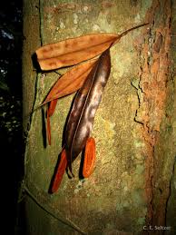 Image result for Newtonia buchananii