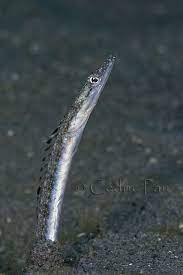 Snake Fish Snake Lizard Weird And Wonderful
