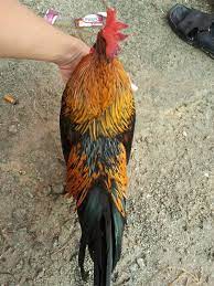 Ayam onagadori juga telah digazetkan oleh kerajaan jepun sebagai salahsatu daripada khazanah negara dan ianya tidak dibenarkan untuk tujuan eksport. 78 Gambar Ayam Hutan Jalak Terbaik Infobaru