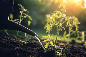 Manufactured since 1934, our ph tests set the standard for quality & accuracy. How To Adjust The Ph In Water For Plants