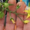 The male parts produce pollen, and the female parts are fertilized by the pollen. 1