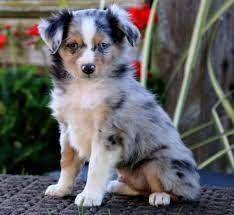 The australian shepherd, often known simply as the aussie. Australian Shepherd Puppies For Sale California City Ca Australian Shepherd Puppies Miniature Australian Shepherd Puppies Miniature Australian Shepherd