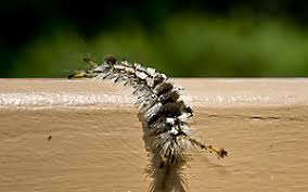 Lasted nearly a year, my job is hard on boots, only thing that gave out were the treads. How To Tell Good Caterpillars From Bad Caterpillars