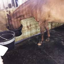 Consider a mat system for horse stall flooring. Horse Stall Mats Flooring 10x12 Ft Kit