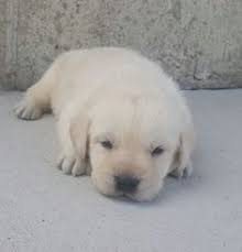 Our labrador puppies in michigan come in all three recognized colors — chocolate, black and yellow. Labrador Retriever Puppy For Sale In Woodburn Indiana Labradorretriever Labradorretrieverpuppy Labrador Retriever Puppies English Labrador Retriever Puppy